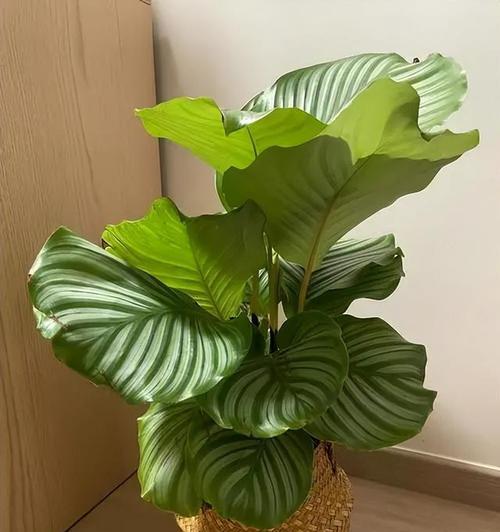 南方哪些花卉既易爆盆又好养？如何照料？