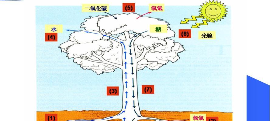 裸根植物的正确运输方法是什么？运输过程中应注意什么？