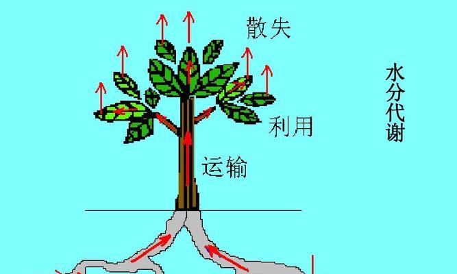 裸根植物的正确运输方法是什么？运输过程中应注意什么？