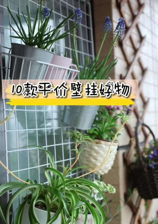 室内墙上适合挂哪些花卉？