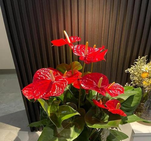 室内墙上适合挂哪些花卉？