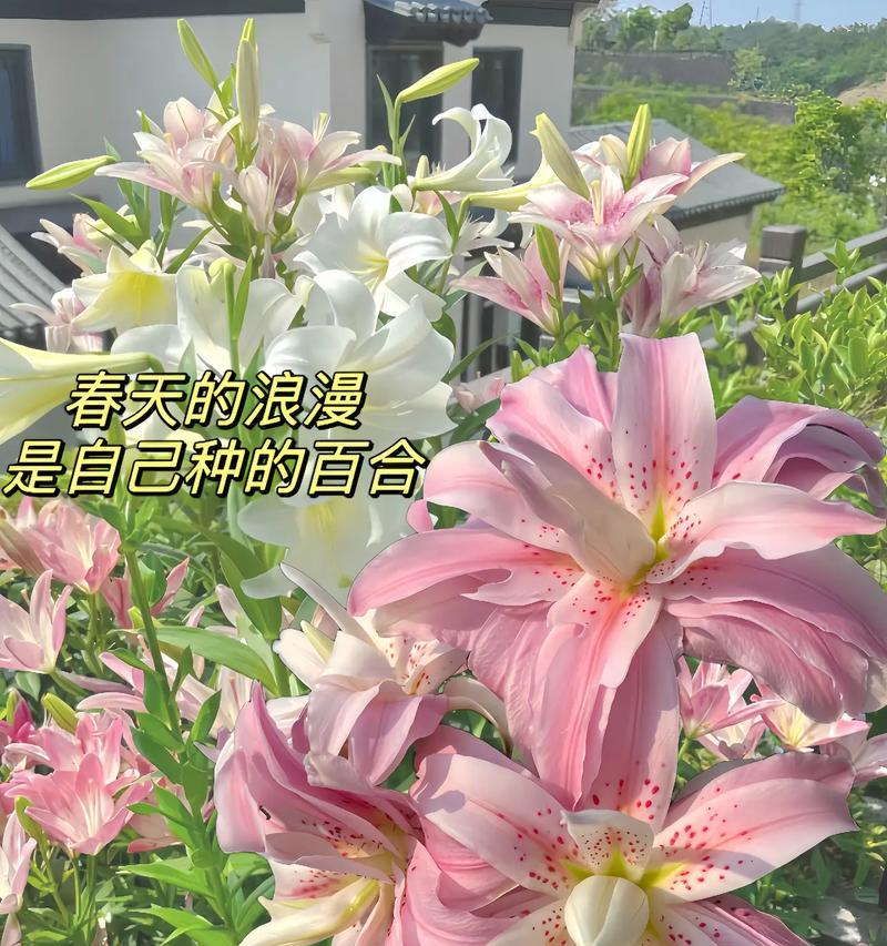 送姑娘百合花合适吗？女生应该送什么花？