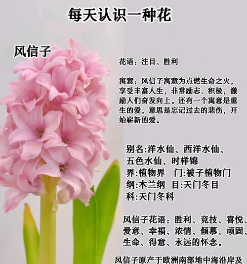 风中百合三朵金花的含义是什么？象征着什么？