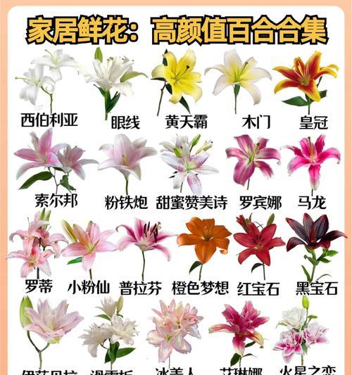 风中百合三朵金花的含义是什么？象征着什么？