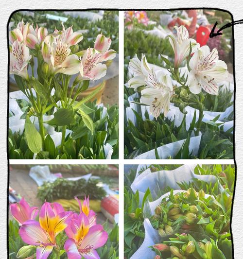 家用适合种植哪些花卉品种？它们的养护要点是什么？