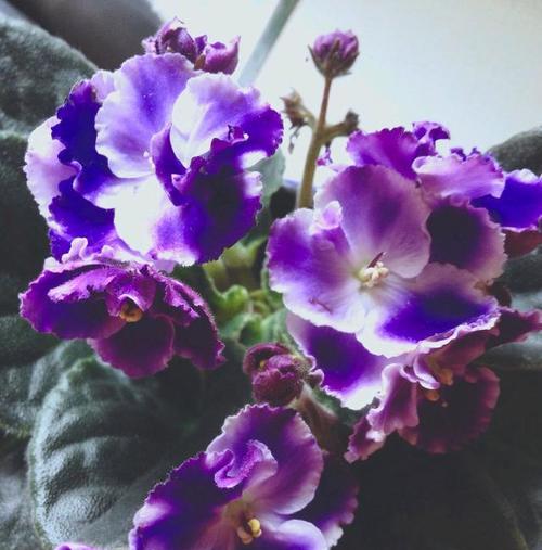家用适合种植哪些花卉品种？它们的养护要点是什么？