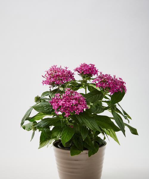 家用适合种植哪些花卉品种？它们的养护要点是什么？