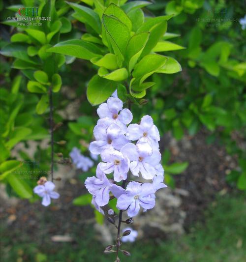 连翘花语是什么？连翘花代表了什么？