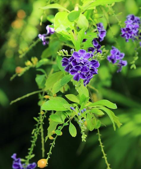 连翘花语是什么？连翘花代表了什么？