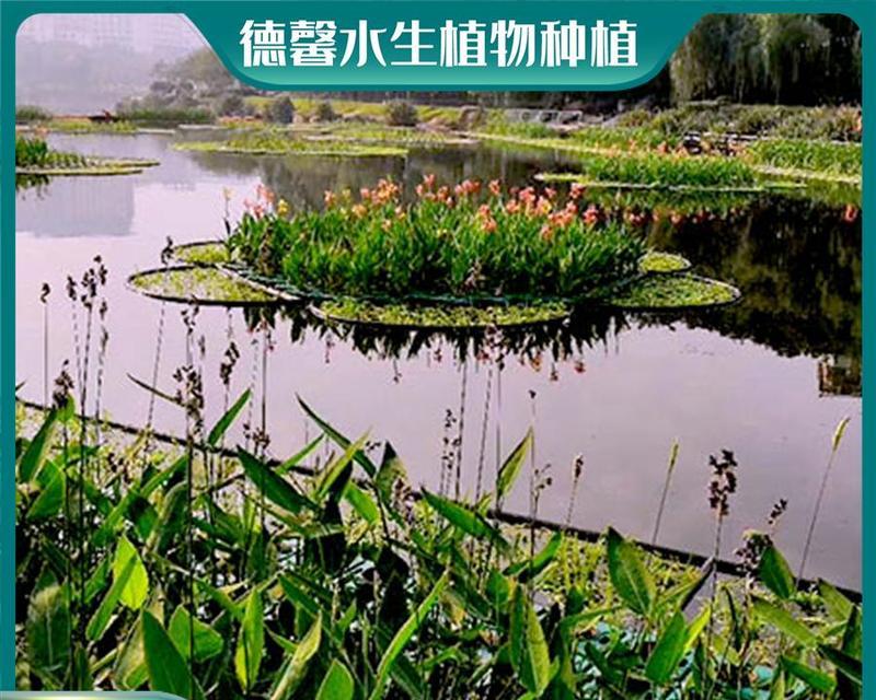 哪些植物具有良好的存水能力？如何正确选择存水植物？