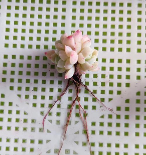 白玫瑰花卉水培有哪些方法？如何进行水培操作？