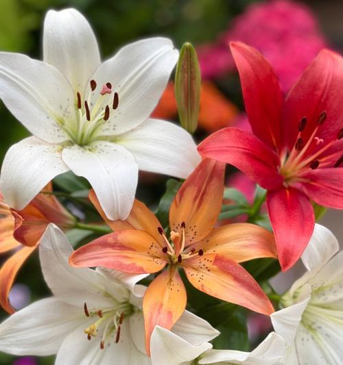 百合花象征着什么？在不同场合百合花的寓意有何不同？