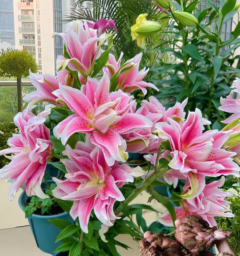 百合花象征着什么？在不同场合百合花的寓意有何不同？