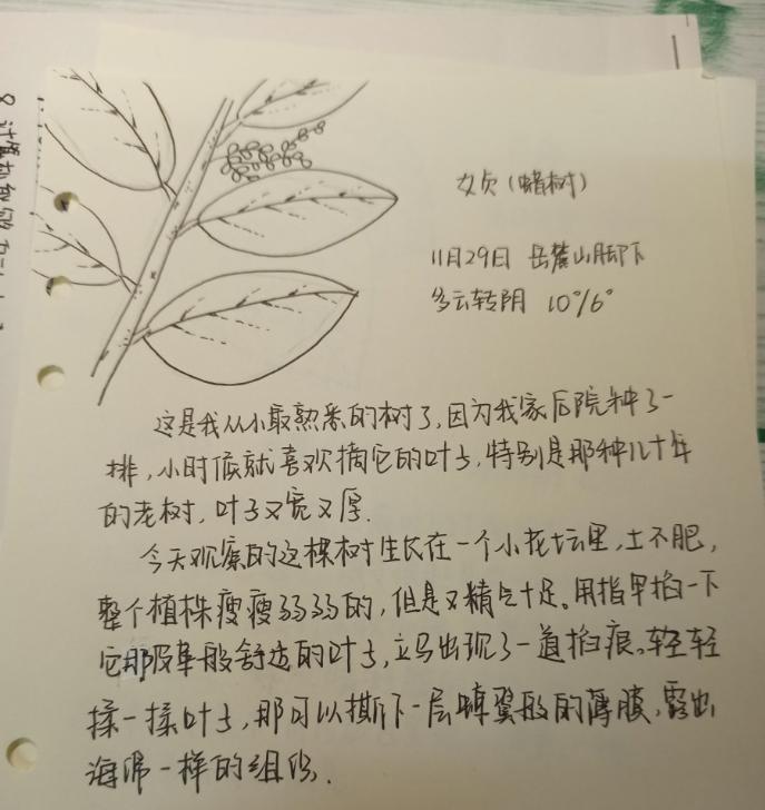 如何撰写植物的生长成果报告？