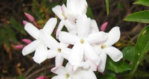 素馨花的花语是什么？它在花语文化中占据什么地位？