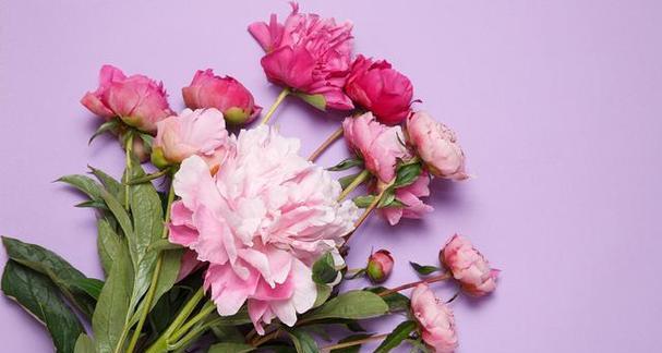 素馨花的花语是什么？它在花语文化中占据什么地位？
