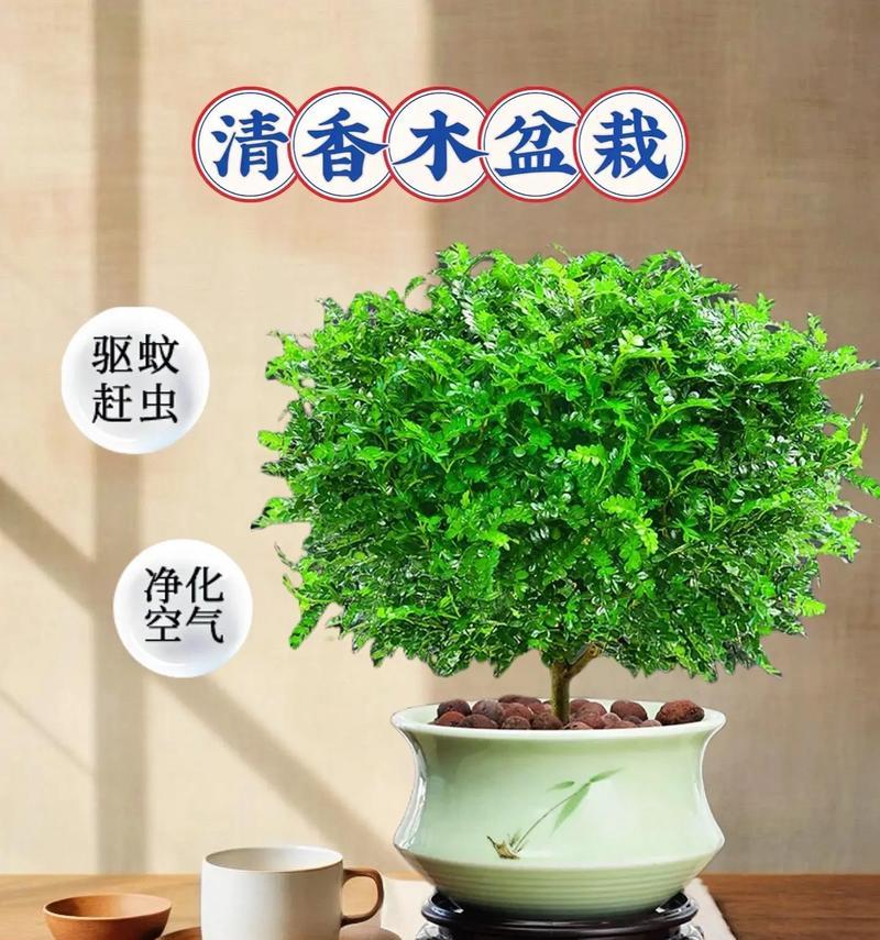 添丁见喜盆栽代表什么？这种盆栽的寓意是什么？