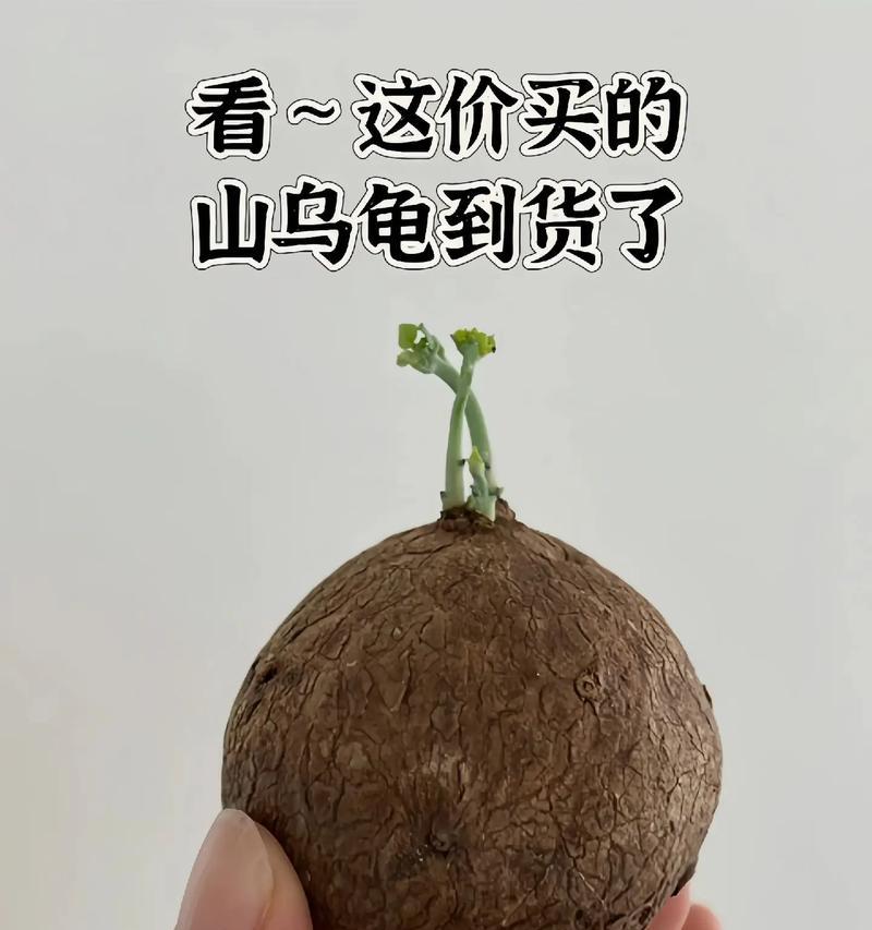 添丁见喜盆栽代表什么？这种盆栽的寓意是什么？