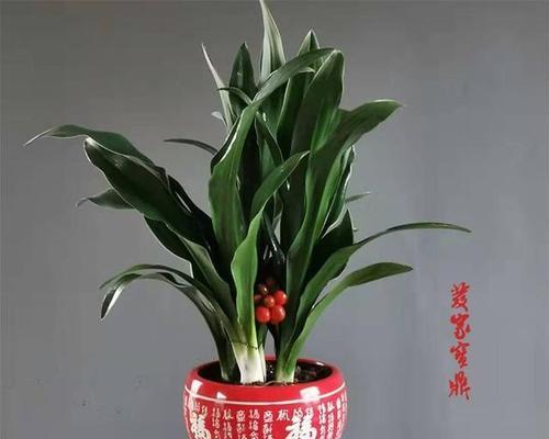 添丁见喜盆栽代表什么？这种盆栽的寓意是什么？