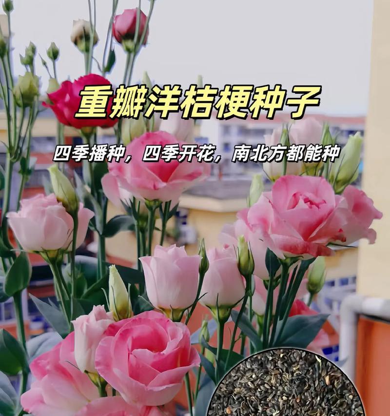 植物桔梗种子怎么种植？种植过程中需要注意什么？