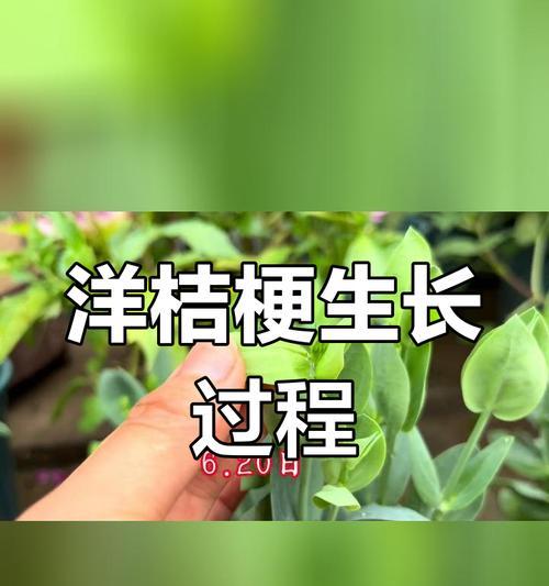 植物桔梗种子怎么种植？种植过程中需要注意什么？