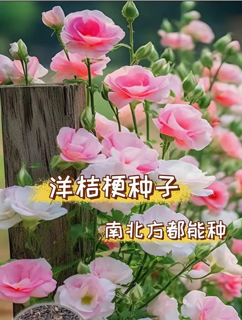 植物桔梗种子怎么种植？种植过程中需要注意什么？