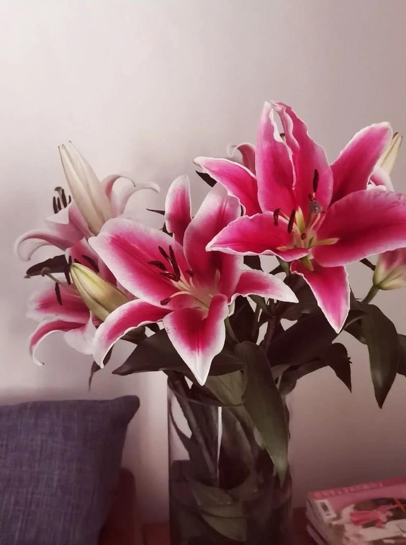 百合花的含义是什么？