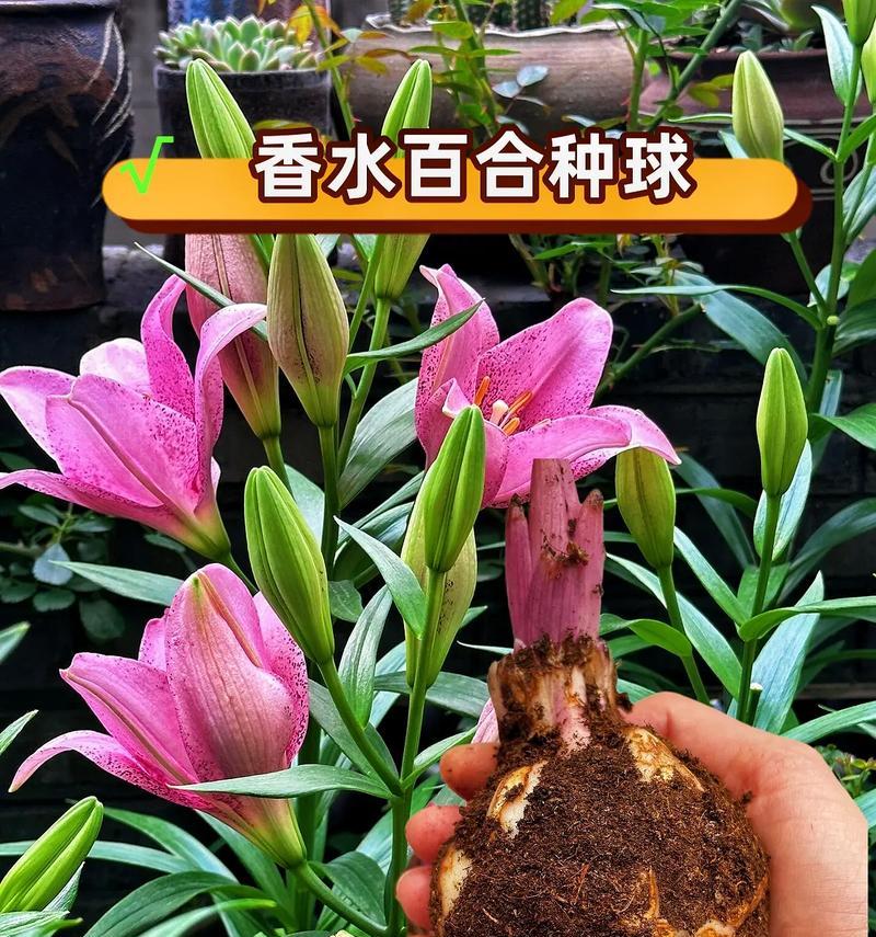 百合花的含义是什么？