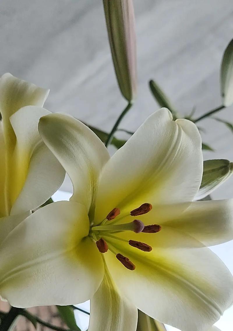 百合花的含义是什么？