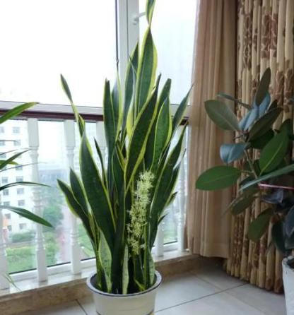 家庭种植哪些植物最为适宜？