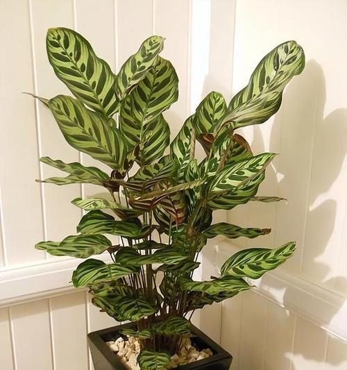 家庭种植哪些植物最为适宜？