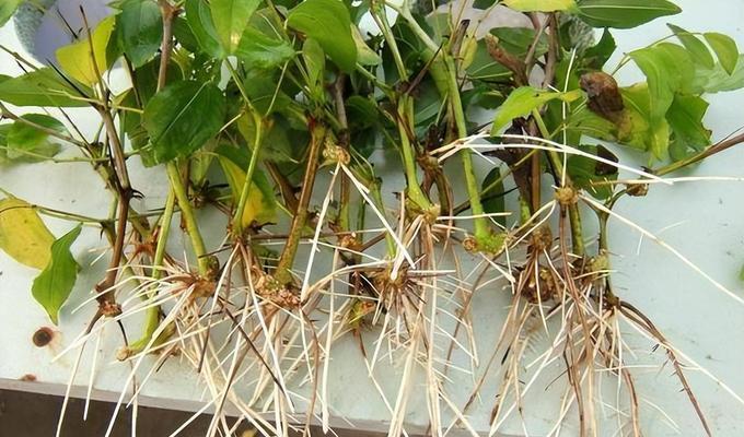 哪些植物适合观察其根部？它们的特点是什么？