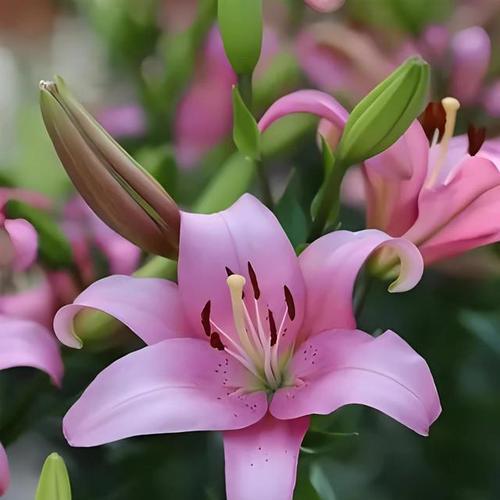 百合花通常代表什么？在不同文化中有哪些不同的含义？