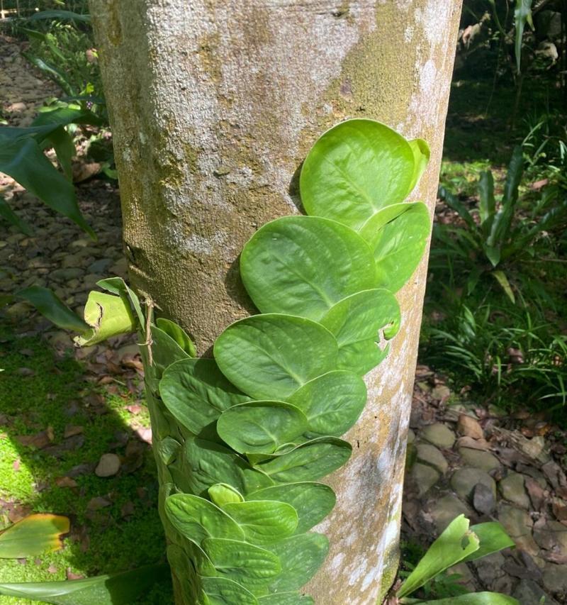 哪些植物适合观察其根部？它们的特点是什么？