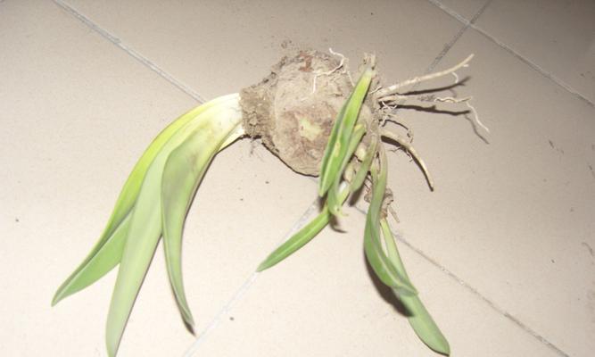 哪些植物适合观察其根部？它们的特点是什么？