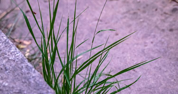 桌面植物菖蒲的养殖方法是什么？