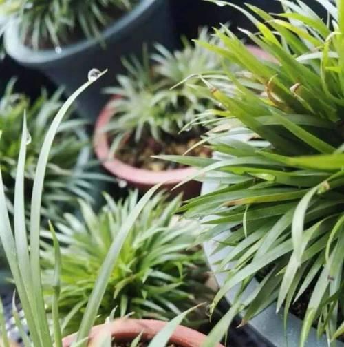 桌面植物菖蒲的养殖方法是什么？