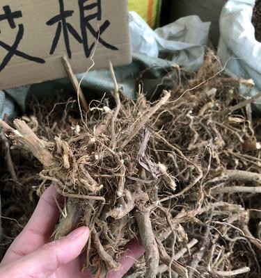 野生大叶百合根的养护方法是什么？如何确保其健康生长？