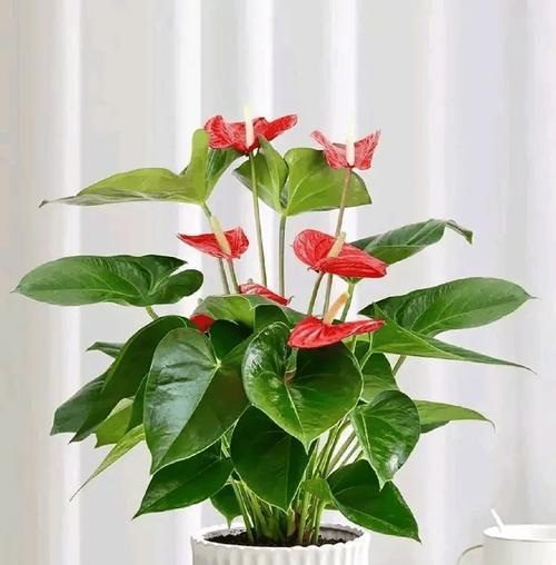 从大衣口袋拿出玫瑰花有何寓意？这种行为背后的意义是什么？