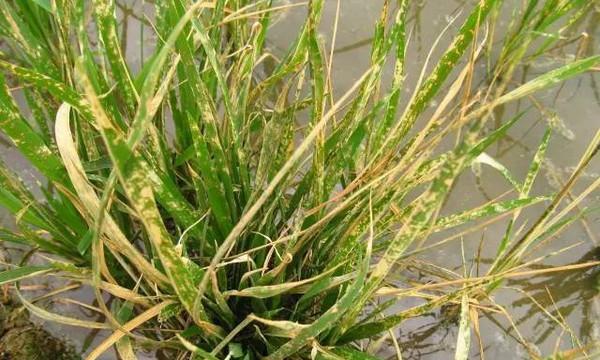 植物打了百草枯应该怎么办？如何处理打了百草枯的植物？