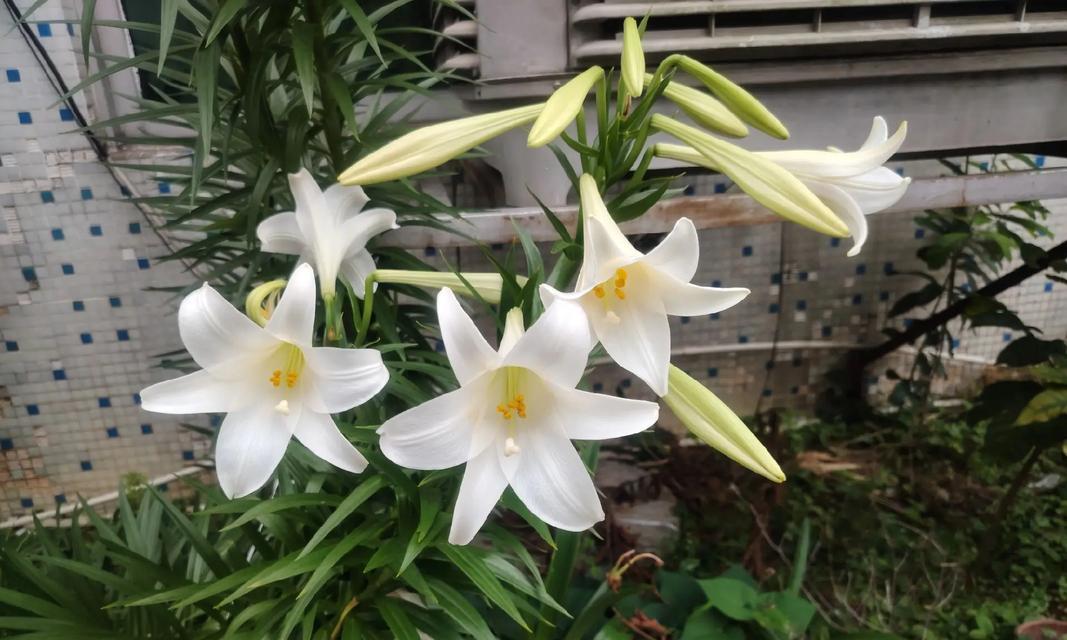 3朵百合花代表什么？送人有何特别意义？