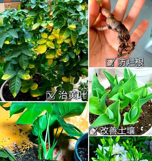 什么植物会流出汁？它们的汁液有何用途？