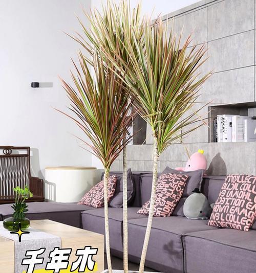 搬新家适合送朋友什么植物？