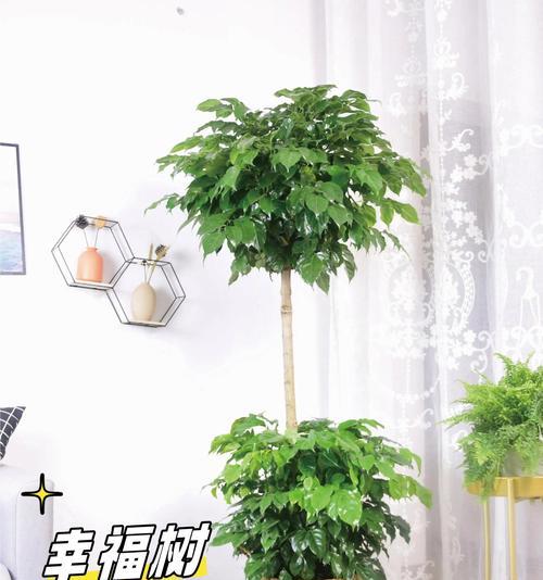 搬新家适合送朋友什么植物？