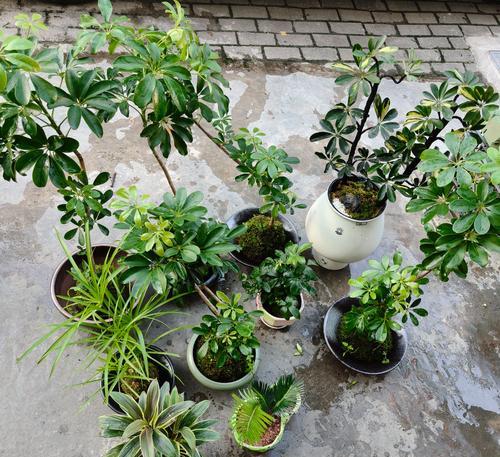 绿植盆栽的含义是什么？如何正确解释绿植盆栽的意义？