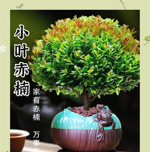 绿植盆栽的含义是什么？如何正确解释绿植盆栽的意义？