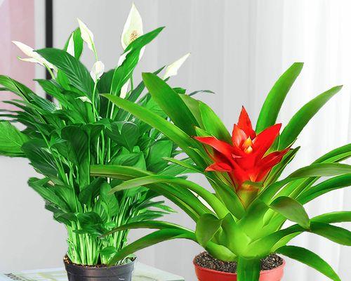 绿植盆栽的含义是什么？如何正确解释绿植盆栽的意义？