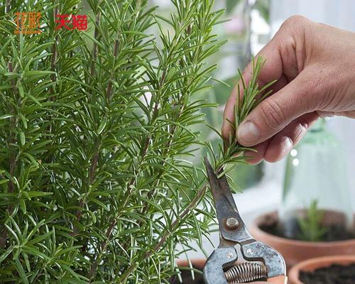 芳香植物有哪些？它们的香味有何不同？