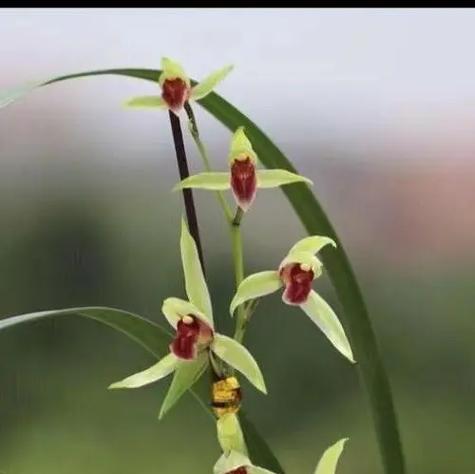 白玫瑰和黑玫瑰死亡象征什么？它们的花语有何不同？