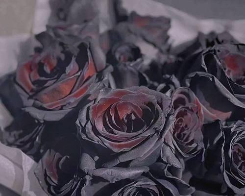 白玫瑰和黑玫瑰死亡象征什么？它们的花语有何不同？